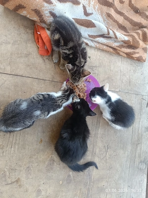 Katzen suchen ein liebevolles Zuhause
