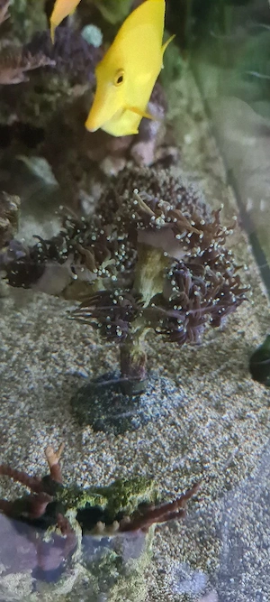 euphyllia 