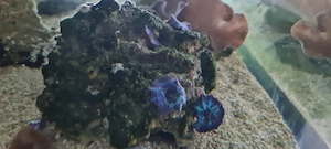 scheibenanemone 