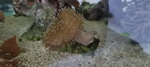 korallen weichkorallen Anfänger meerwasser 