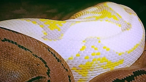  Netzpythons 1.1