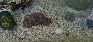scheibenanemone ricordea meerwasser 