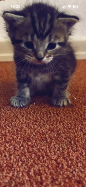 Maine Coon Babys Welpen 