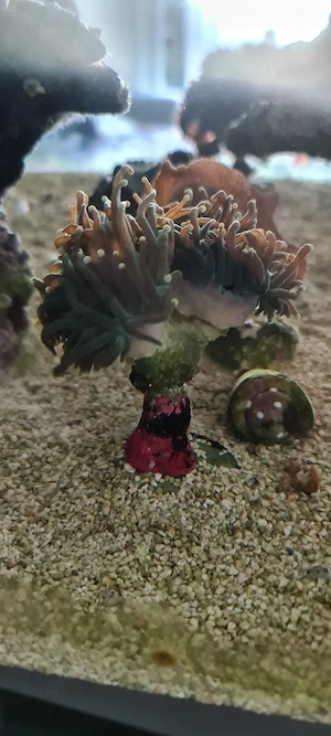 euphyllia 