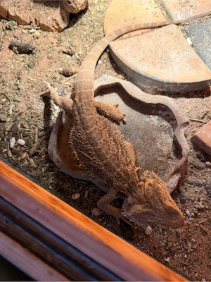 Bartagame 