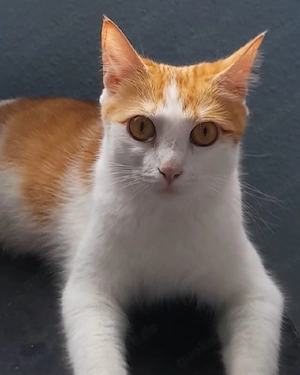 Katze in liebevolle Hände abzugeben 