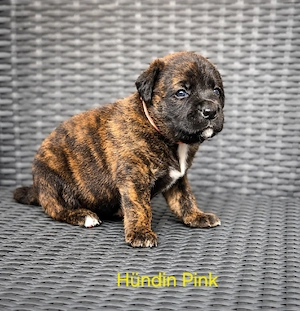 Süße Labrador Mix Welpen 