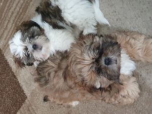 Shih Tzu Welpen (Rüde,Hündin)