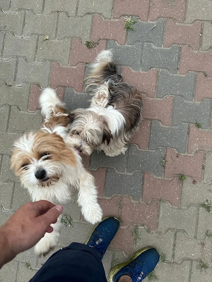 2 Shih Tzsu Damen suchen ein neues Zuhause