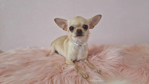 Reinrassige Chihuahua Hündin Creme Kurzhaar 