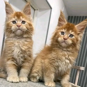 Prächtige Maine-Coon-Kätzchen der Spitzenklasse