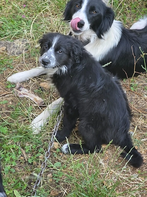Border Collie Mix Welpen bundesweit ausreisebereit 10.7
