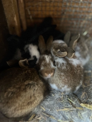 Babykaninchen          Bild 3