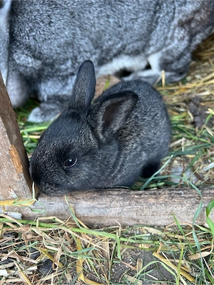 Babykaninchen          Bild 4