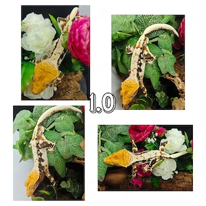 1.0 Kronengecko sable-lilly white
