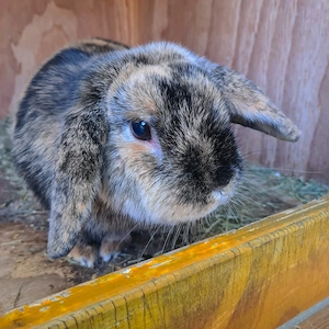 Cookie sucht ein Zuhause