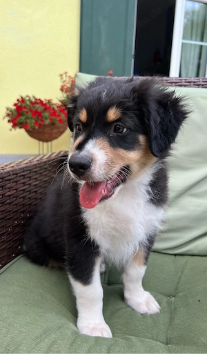 Australian Shepherd Welpe Black Tri