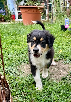Bereit für ein neues Zuhause - Australian Shepherd Welpe 