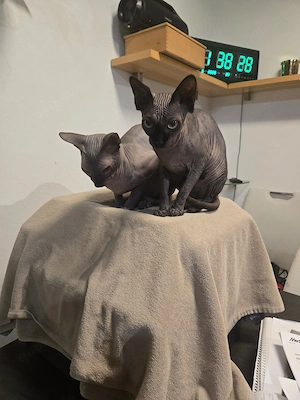 Sphynx Pärchen umstandehalber abzugeben Kater und Katze