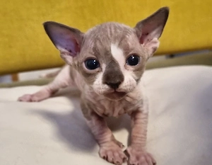 Canadian Sphinx Kitte