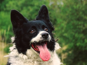 Border Collie Mix Hündin 45cm 20 kg 5j REIST GERNE bundesweit ausreisebereit 