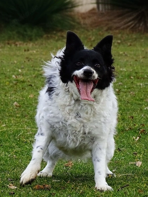 Border Collie Mix Hündin 4j superschlau bundesweit ausreisebereit 