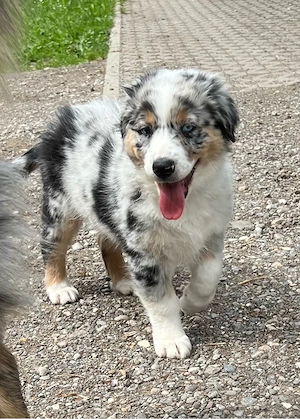 Ruhiger Blue Merle Australian Shepherd Welpe