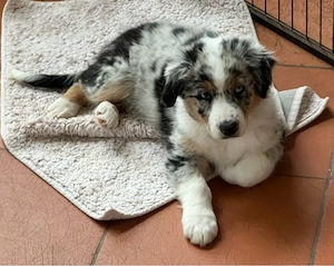 Ruhiger, bildhübscher Australian Shepherd Welpe