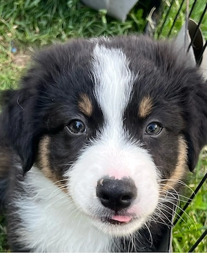 Verschmustester Australian Shepherd Welpe ever