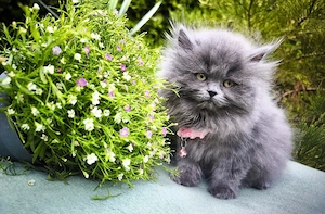 Reinrassige BLH Kitten blue lilac blue golden Stammbaum geimpft gechipt Gesundheitszeugnis 