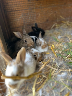 Kaninchen Baby
