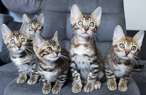 Reinrassige Bengal Kitten mit Stammbaum aus liebevoller Zucht