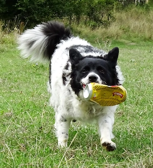 Border Collie Mix Hündin 4j superschlau bundesweit ausreisebereit 