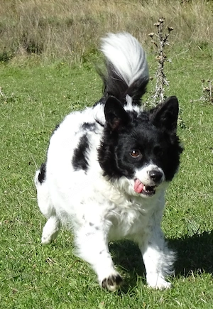 Kleine Collie Mix Hündin 3J 35cm BUNDESWEIT ausreisebereit 