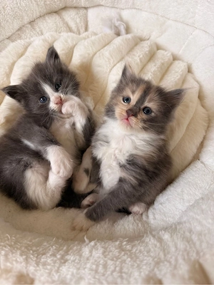 2 reinrassige Maine Coon Kitten in tollen Farben