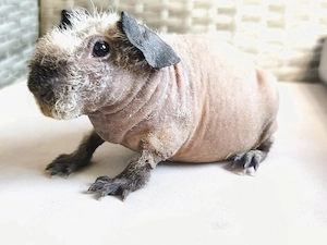 Nacktmeerschweinchen Bock 