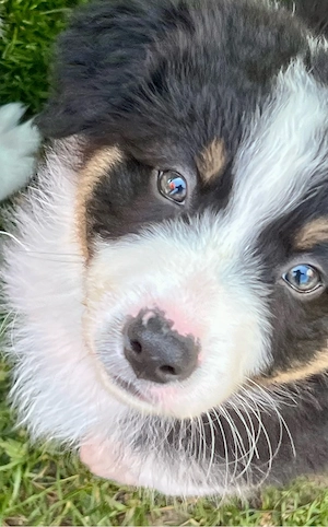 Verschmustester Australian Shepherd Welpe ever