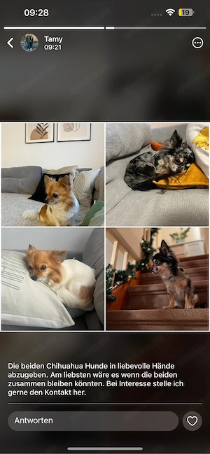 Zwei Chihuahuas in liebevolle Hände abzugeben