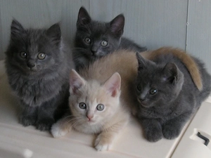 Katzenbabys BKH x Russisch Blau Edelmix Kitten