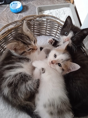 Mischlings - Kitten 