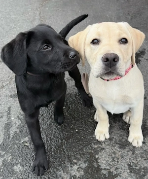 Kräftige Labrador-Retriever-Welpen abgabebereit.