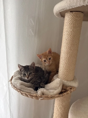 Kitten zu verkaufen 