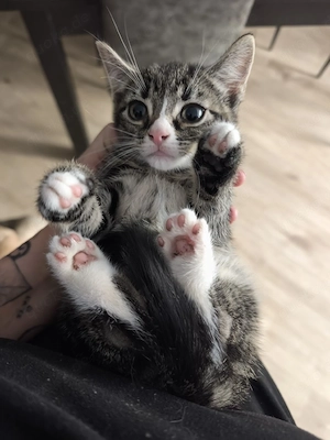 Kitten Mädchen sucht ihren Menschen 