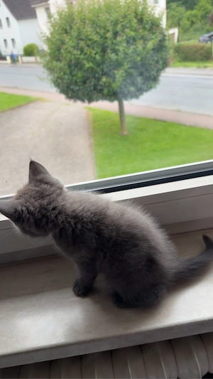 baby ketten BKH junge