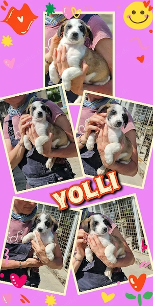 bezauberndes Welpenmädchen "Yolli" sucht ein liebevolles Zuhause 