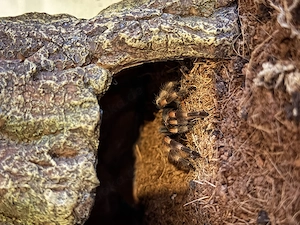 Brachypelma Smithi