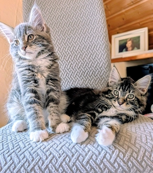 Maine Coon Mix Katerchen