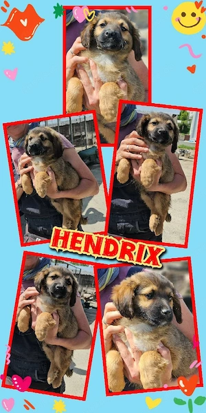 wunderschöner Welpenjunge "Hendrix" sucht ein liebevolles Zuhause 