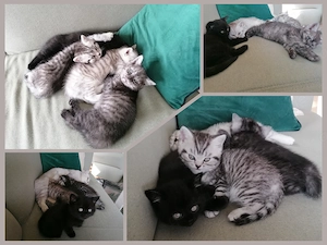 Kitten Britisch Kurzhaar  - BKH suchen ein neues Zuhause