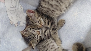 Katzenkitten verkaufen